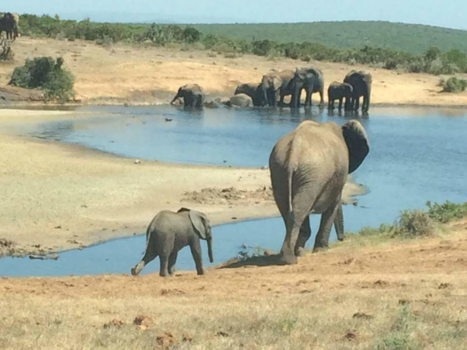 Rondreis Zuid-Afrika in drie weken - Addo parc