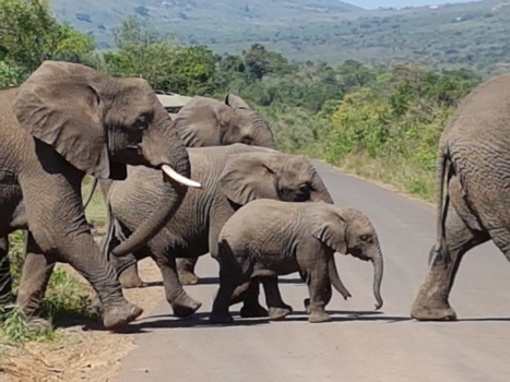 Rondreis van Johannesburg naar Kaapstad - Familie