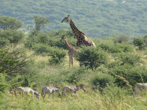 Addo Elephant National Park - Wildlife