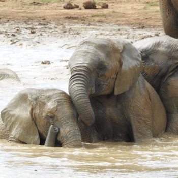 Addo Elephant National Park - Spelende baby olifanten