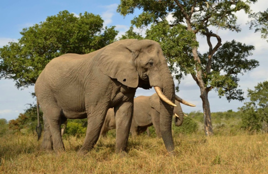 Krugerpark - De machtige Afrikaanse olifant