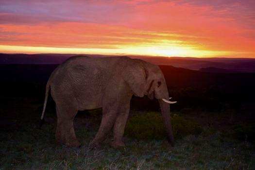 Rondreis van Johannesburg naar Kaapstad - Huge male Elephant against evening sky