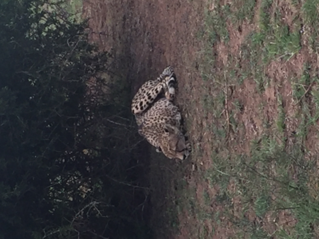Rondreis van Johannesburg naar Kaapstad