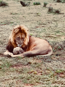 Rondreis van Johannesburg naar Kaapstad - A wellfed king but do not come too close