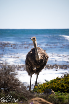 Rondreis Zuid-Afrika in drie weken - She is watching you..
