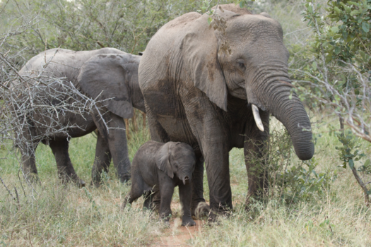 Rondreis Zuid-Afrika in twee weken - Geborgenheid....