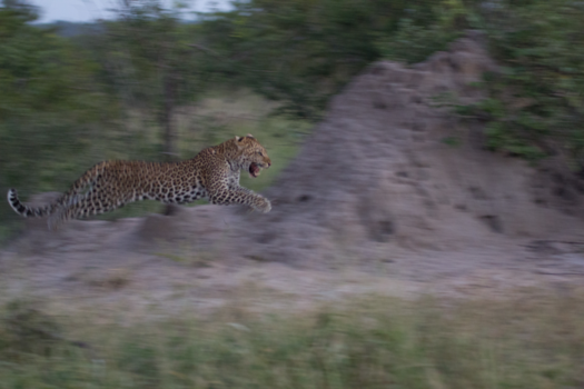 Rondreis Zuid-Afrika in twee weken - Go for it!!