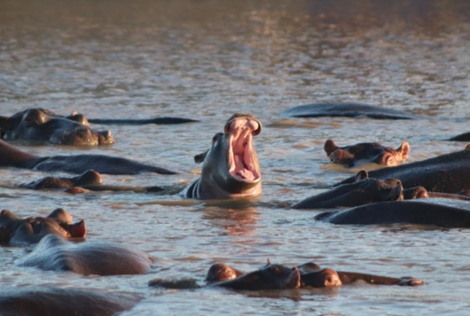 Rondreis van Johannesburg naar Kaapstad - Nijlpaarden spotten 8 okt. 2018
