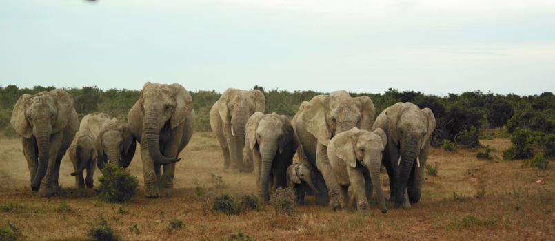 Addo Elephant National Park - Olifanten familie stormt af op water