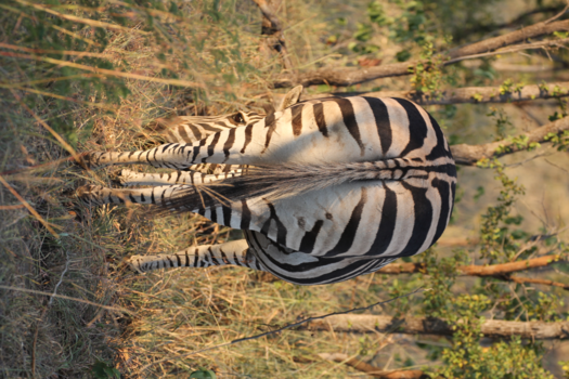 Rondreis van Johannesburg naar Kaapstad - Zebra Johannesburg