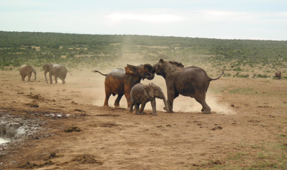 Addo Elephant National Park - Spelende olifanten