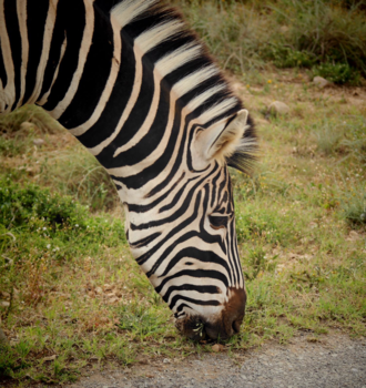 Addo Elephant National Park - Zebra 😄