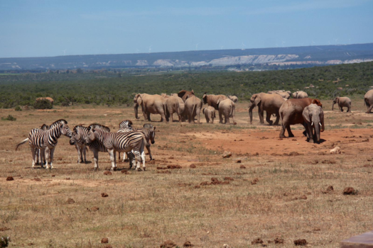 Addo Elephant National Park