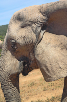 Addo Elephant National Park