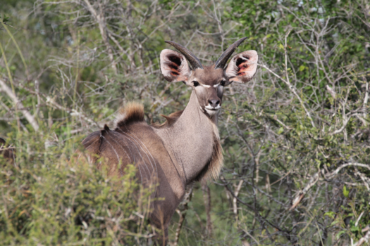 Rondreis van Johannesburg naar Kaapstad - De Kudu in het Krugerpark