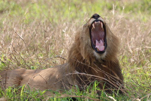 Rondreis van Johannesburg naar Kaapstad - De leeuwen koning!