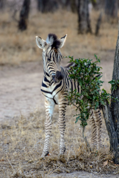 Krugerpark - Baby Zebra