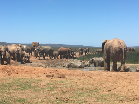 Oost-Kaap - de kleintjes willen ook mee spelen