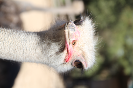 Rondreis van Johannesburg naar Kaapstad - Struisvogel, Oudshoorn