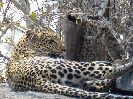 Rondreis van Johannesburg naar Kaapstad - Mooi patroontje