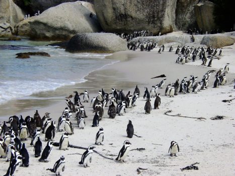 Rondreis van Johannesburg naar Kaapstad - Pinguins in False Bay