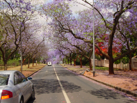 Rondreis van Johannesburg naar Kaapstad - Jakaranda