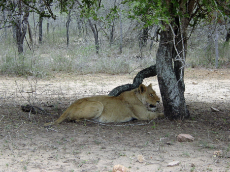 Rondreis van Johannesburg naar Kaapstad - Leeuw in Krugerpark