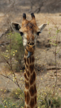 Rondreis van Johannesburg naar Kaapstad - Lekker puh!