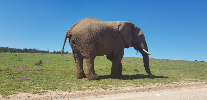 Rondreis van Johannesburg naar Kaapstad - Elephant