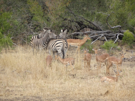 Krugerpark - Kussende zebra's