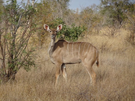 Krugerpark - What u lookin' at?