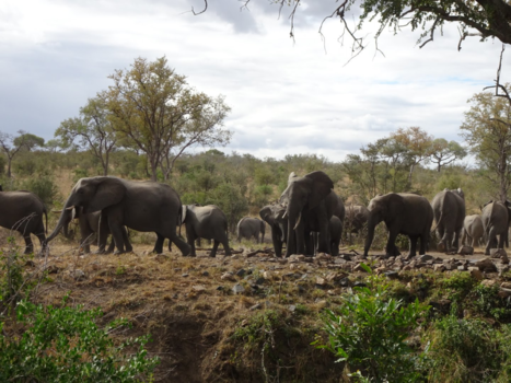 Krugerpark - Olifanten-gekte