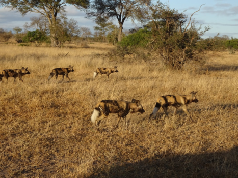 Krugerpark - Op jacht naar de impala's
