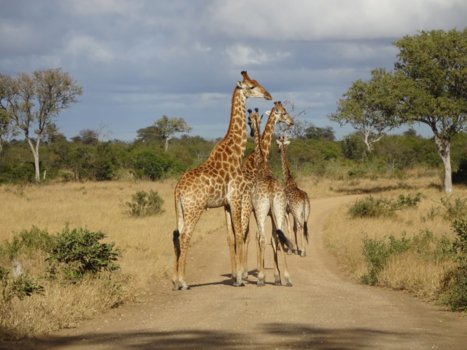 Krugerpark - Giraffen op de weg