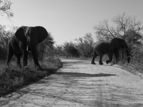 Rondreis Zuid-Afrika in drie weken - Hachelijk moment met olifant