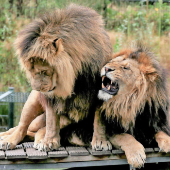 Rondreis van Johannesburg naar Kaapstad - hallo... schuif eens op !