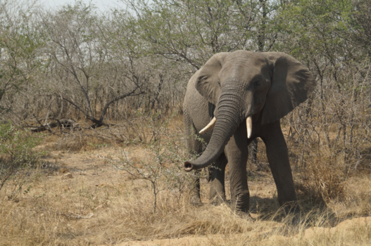 Rondreis Zuid-Afrika in twee weken - Kruger National Park open jeep safari