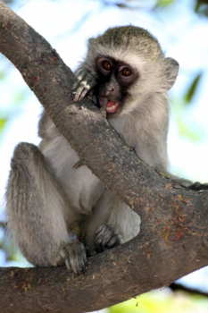 Rondreis Zuid-Afrika in drie weken - Aapjes kijken in Phalaborwa