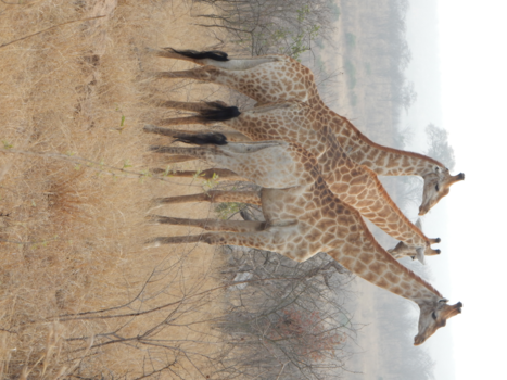 Rondreis Zuid-Afrika in twee weken - drieling??