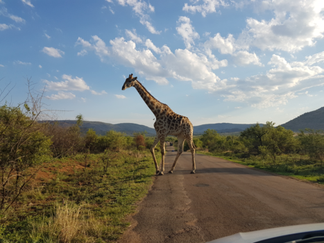 Pilanesberg National Park - Dagje pilanesberg