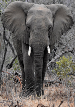 Krugerpark - Majestic elephant