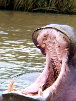 Rondreis van Johannesburg naar Kaapstad - Gapend nijlpaard