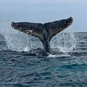 Rondreis van Johannesburg naar Kaapstad