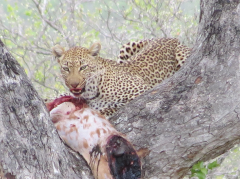 Rondreis Zuid-Afrika in drie weken - KrugerPark