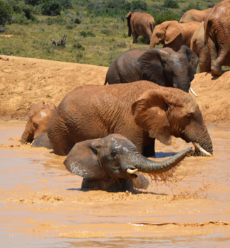 Addo Elephant National Park