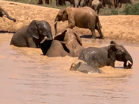 Addo Elephant National Park