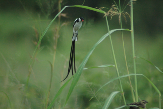 Rondreis van Johannesburg naar Kaapstad - Een stoere whydah tussen de big five!