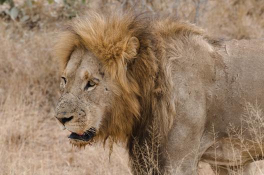 Rondreis Zuid-Afrika in drie weken - De kracht van de natuur