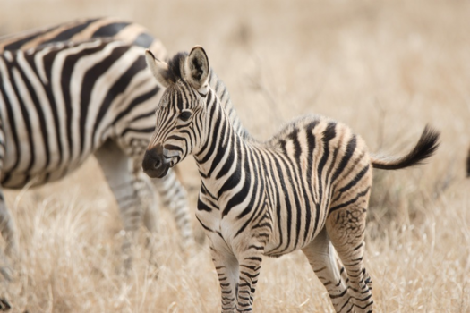 Rondreis Zuid-Afrika in drie weken - Ze heeft een streepje voor