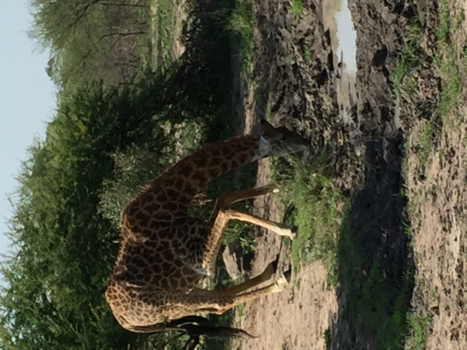 Rondreis Zuid-Afrika in twee weken - Drinkende olifant